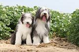 BEARDED COLLIE 018